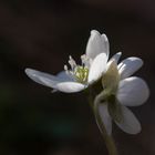 Weißes Leberblümchen