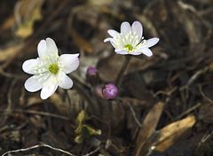 Weisses-Leberblümchen