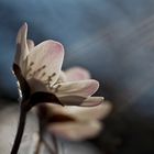 Weisses Leberblümchen (Hepatica nobilis) - L'anémone hépatique blanche.