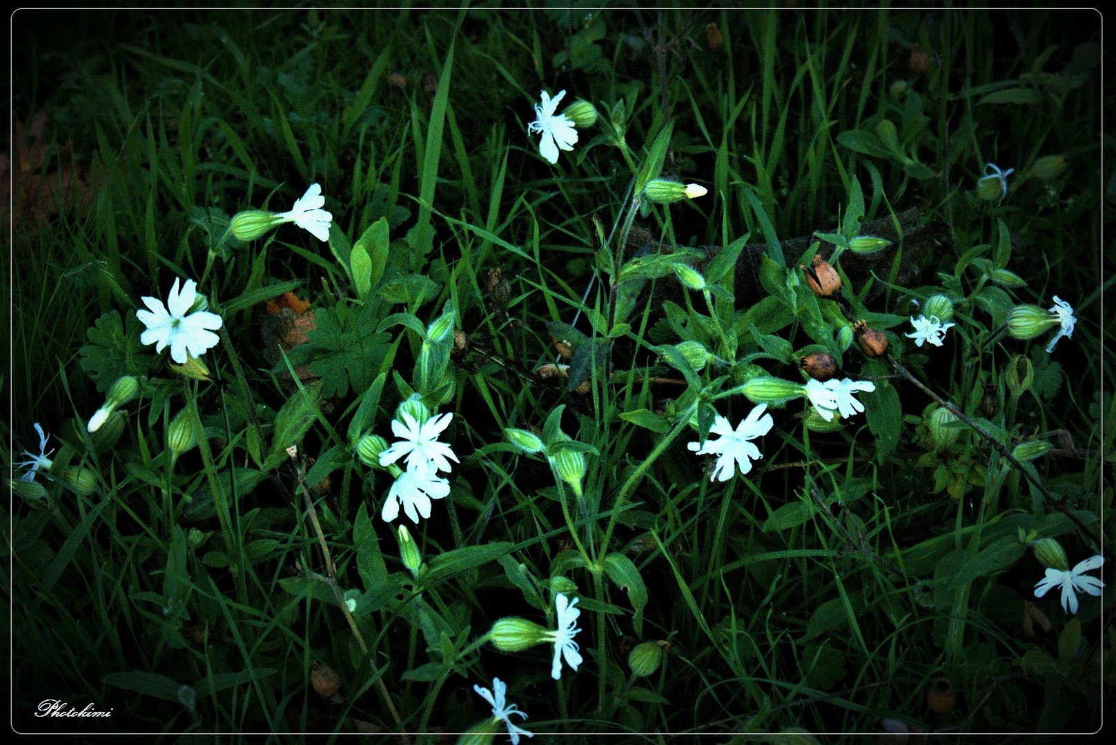 Weißes Leimkraut im Abendlicht