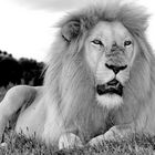 Weißes Löwen Männchen Portrait sw