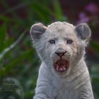 Weißes Löwenbaby