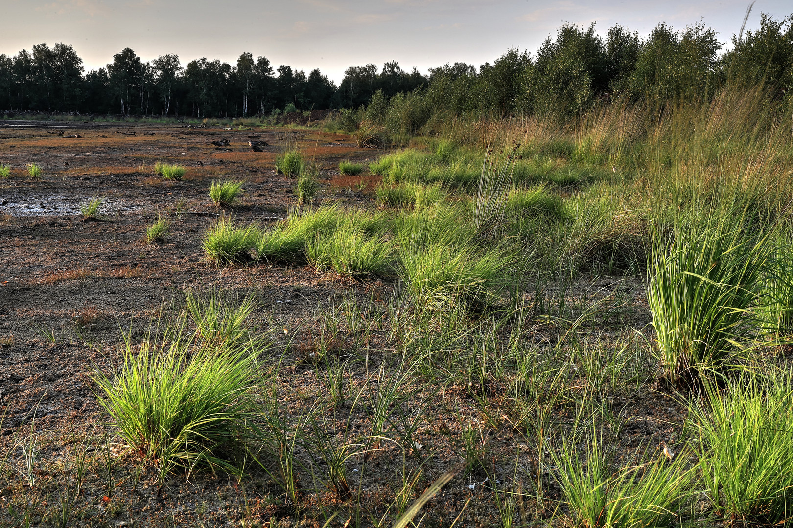 Weisses Moor,  "Ufer"