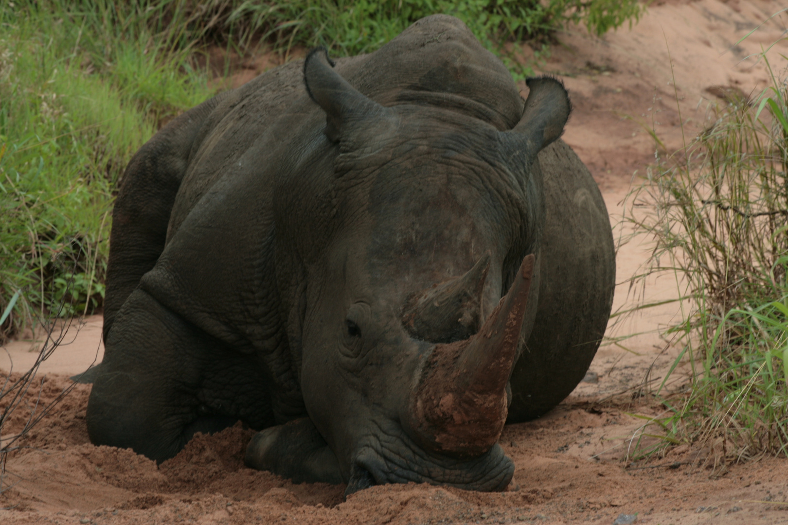 Weisses Nashorn