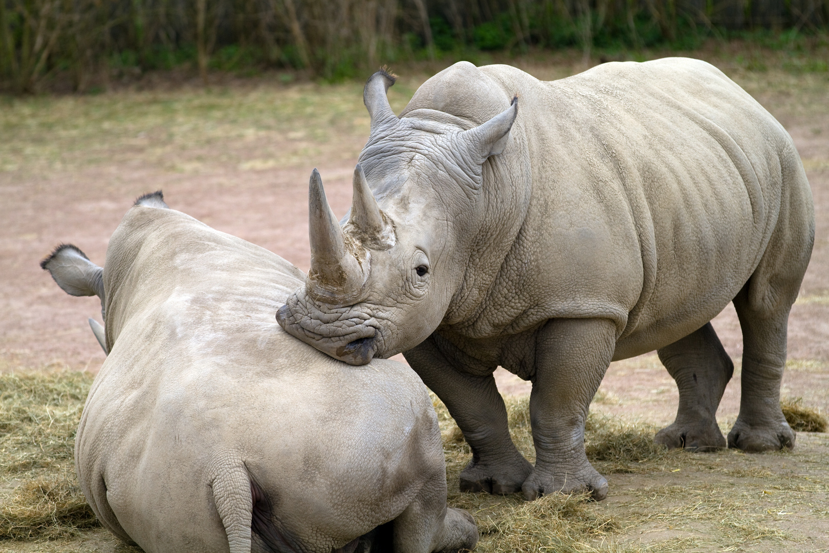 Weißes Nashorn