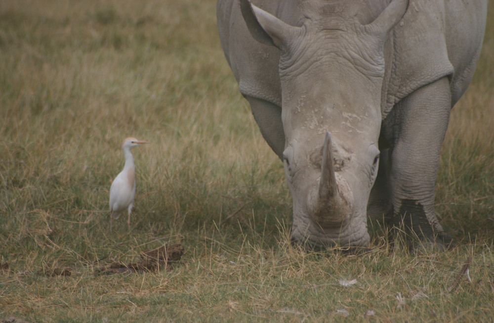 weißes Nashorn