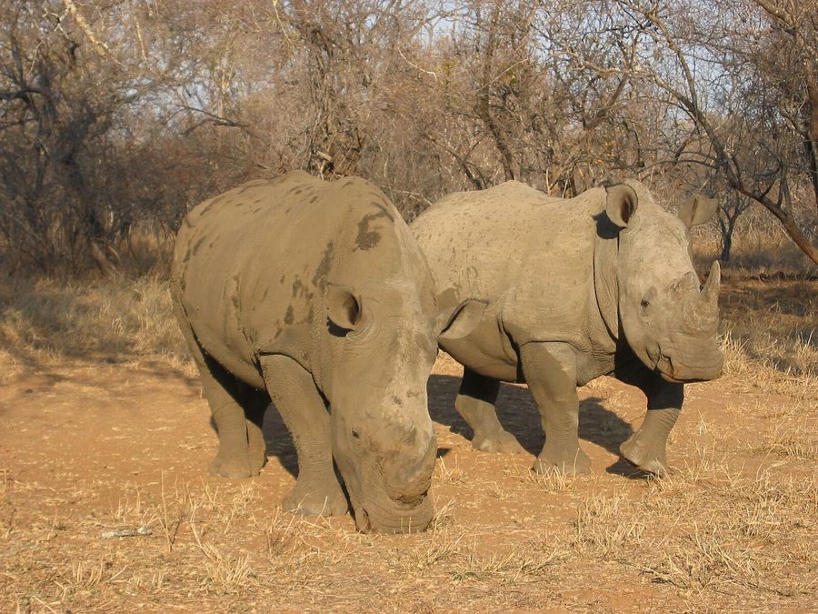 Weisses- oder Breitmaulnashorn