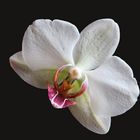 Weißes Orchideenblüte