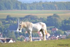 Weißes Pferd auf der Koppel