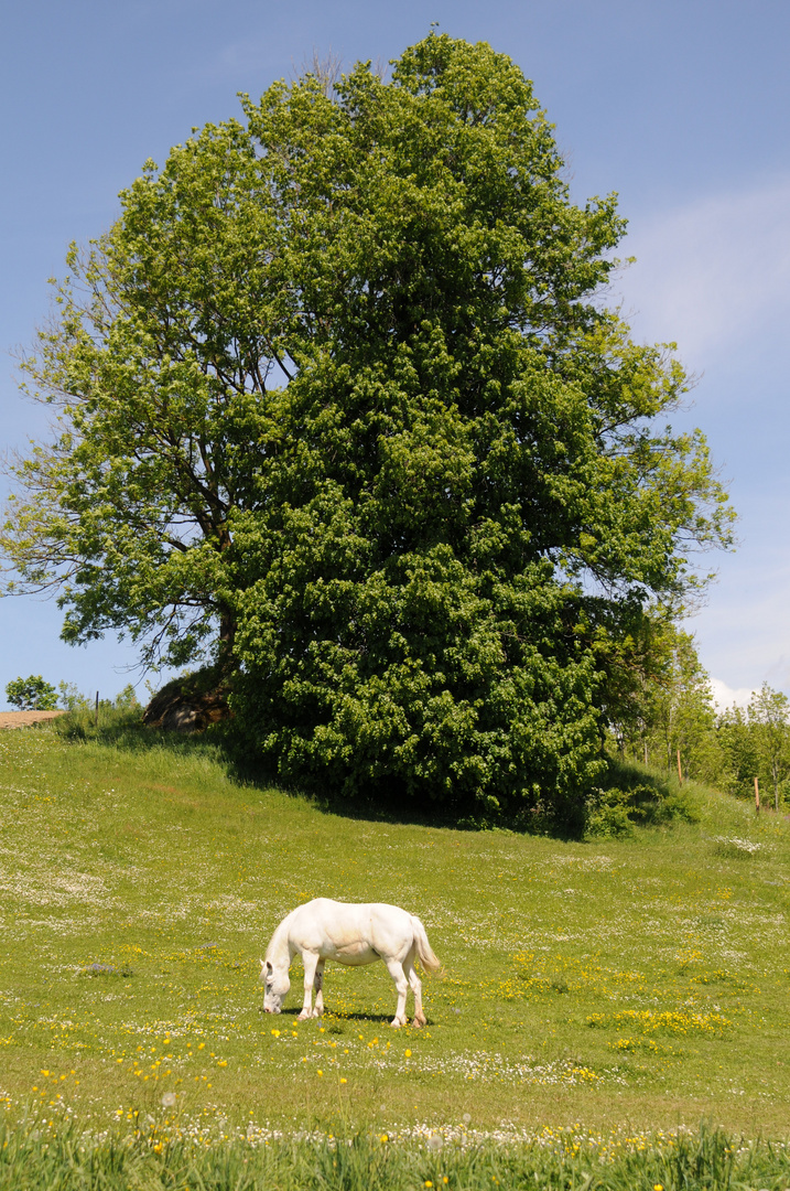 weißes Pferd auf der Weide