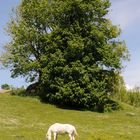 weißes Pferd auf der Weide