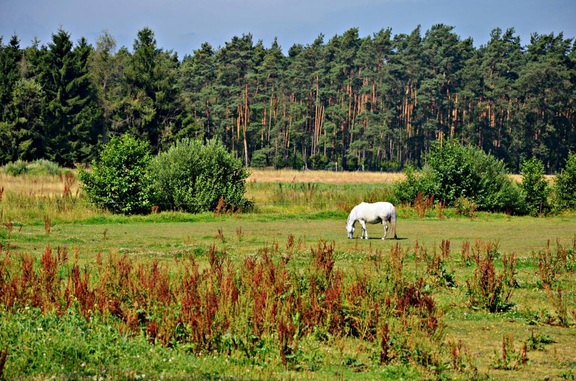 Weißes Pferd auf Weide