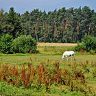 Weißes Pferd auf Weide