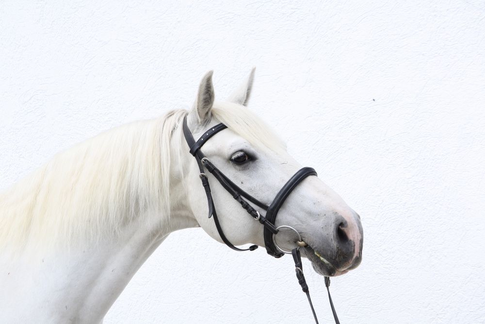 Weisses Pferd auf weissem Grund