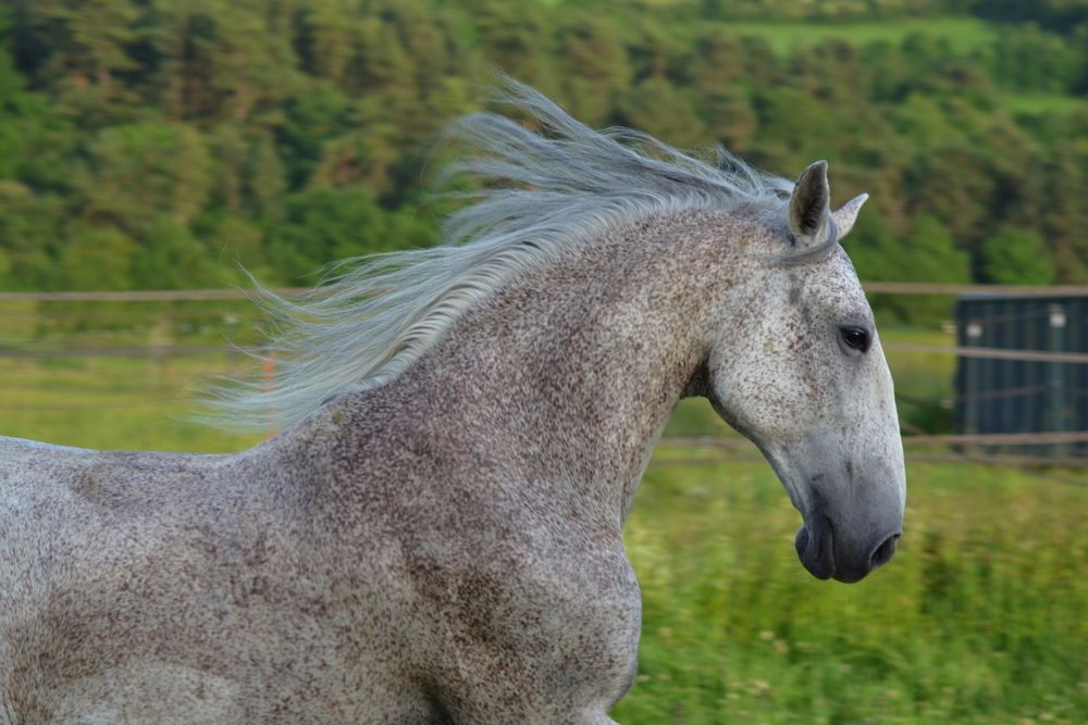 Weißes Pferd im Gallopp Kopf