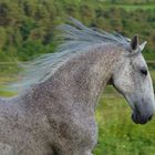 Weißes Pferd im Gallopp Kopf