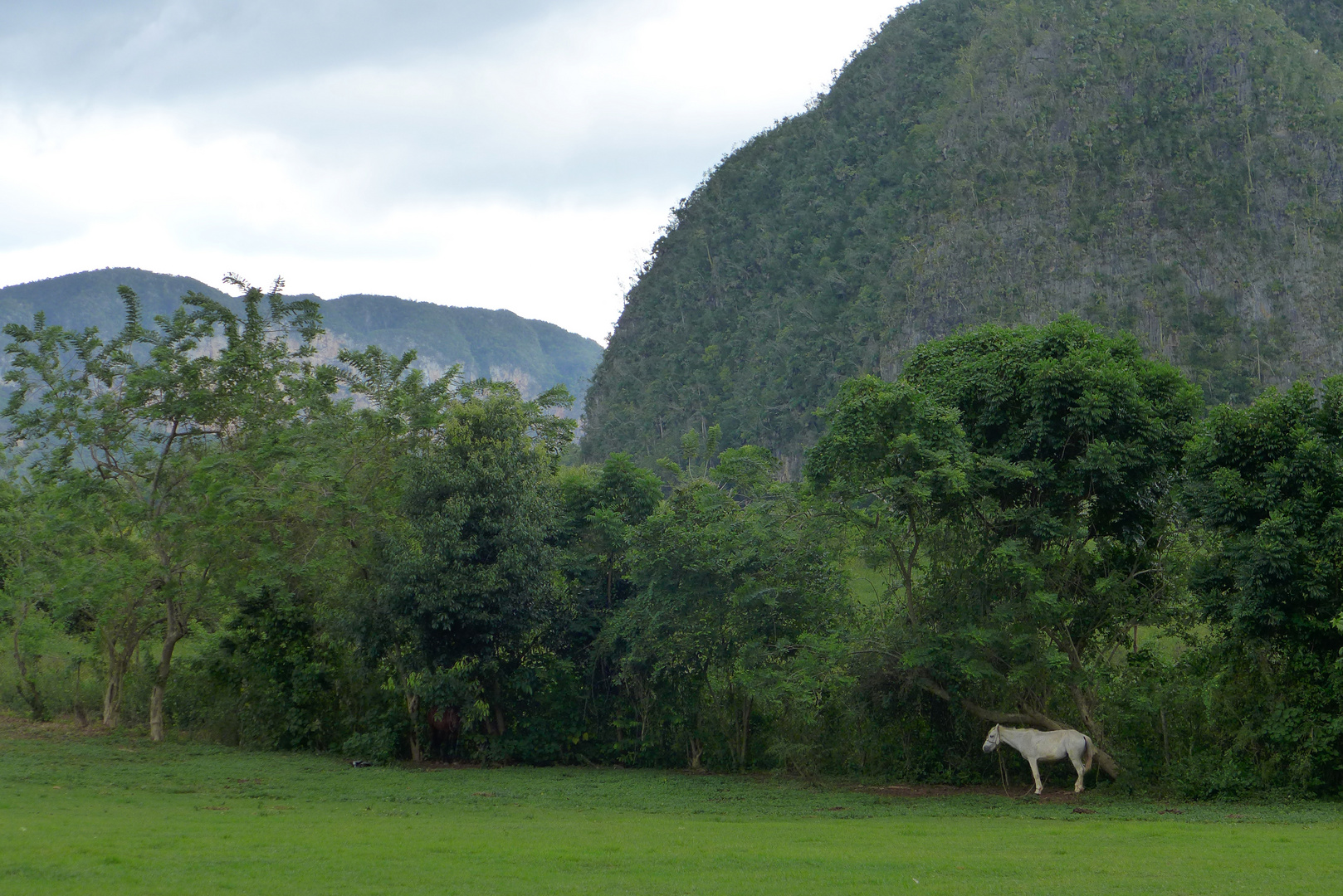 weißes Pferd im Vinales-Tal