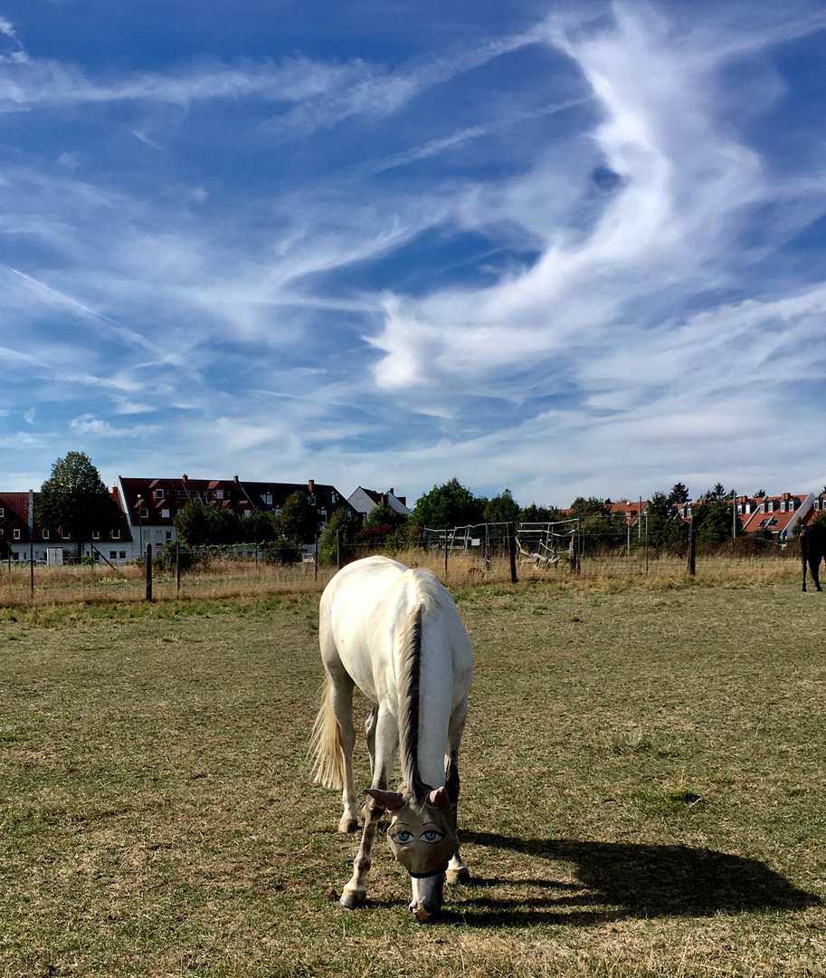 Weisses Pferd mit blauen Augen