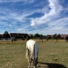 Weisses Pferd mit blauen Augen