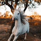 Weißes Pferd / Sonnenuntergang