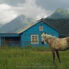 Weißes Pferd vor blauem Haus