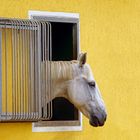 Weißes Pferd vor gelber Wand :-)