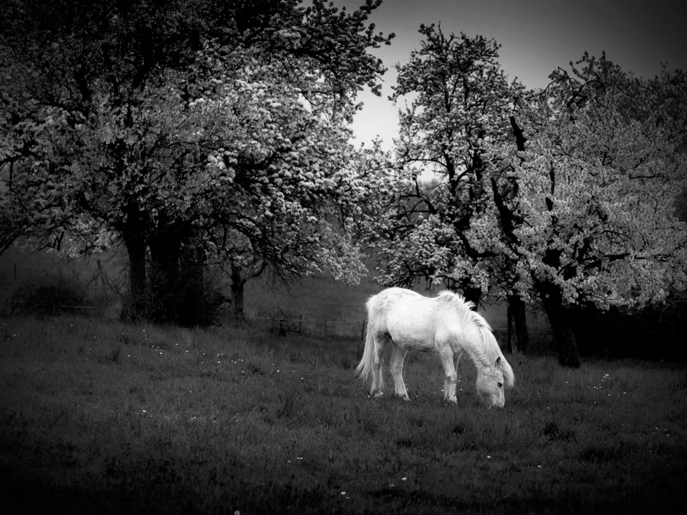 weisses Pony vor weissen Blüten