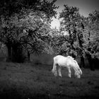 weisses Pony vor weissen Blüten