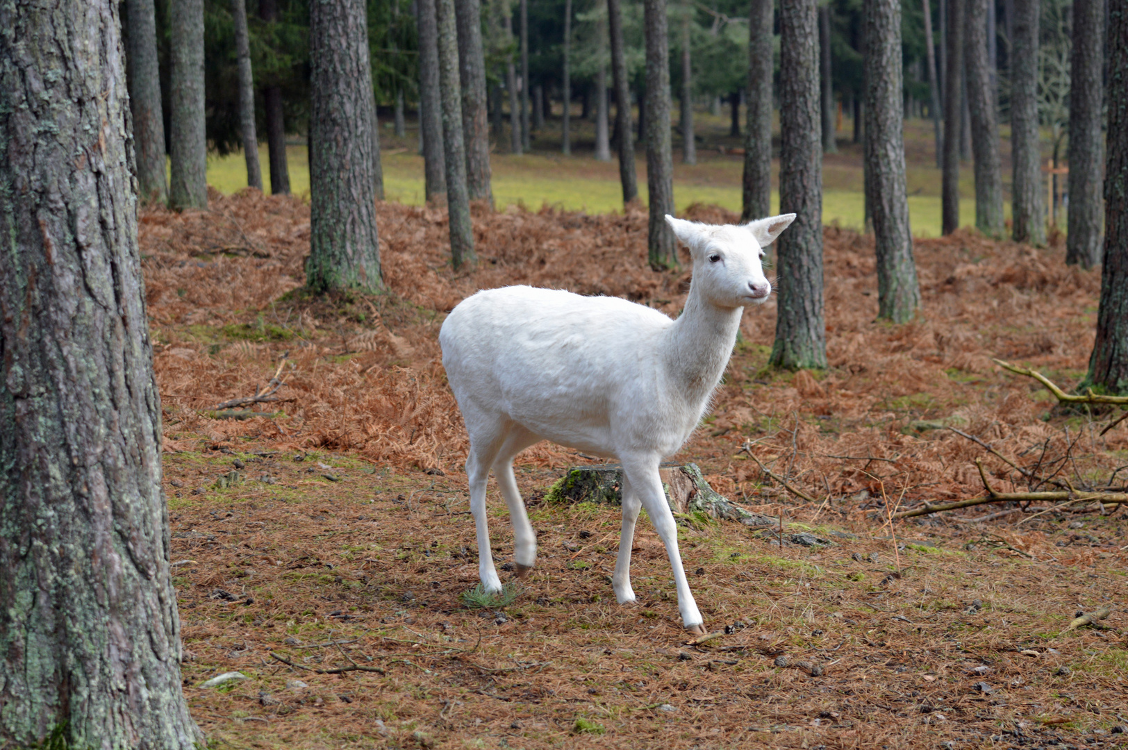 Weißes Reh 2 Foto & Bild tiere, natur Bilder auf fotocommunity