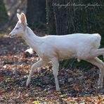  Weisses Rehkitz (Albino)