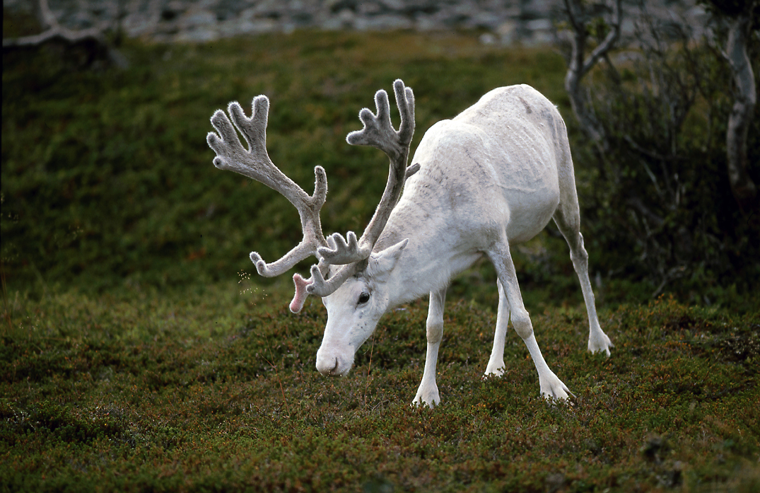 Weißes Rentier am Nordkap Foto & Bild tiere, wildlife, säugetiere