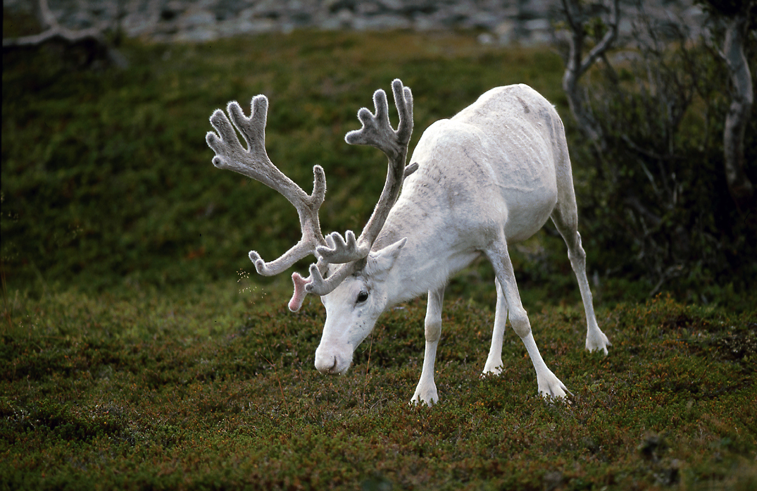 Weißes Rentier am Nordkap