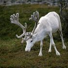 Weißes Rentier am Nordkap