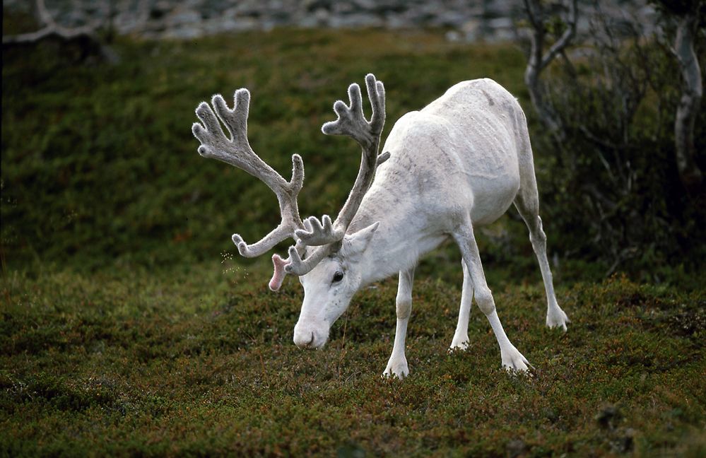 Weißes Rentier am Nordkap Foto & Bild tiere, wildlife, säugetiere