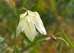 Weisses Schachbrett mit Besuch