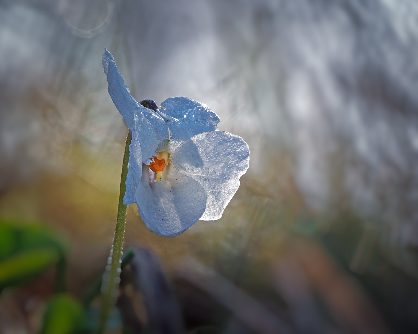 Weißes Veilchen ( Viola alba )