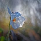 Weißes Veilchen ( Viola alba )