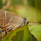 Weißes W oder auch Ulmen-Zipfelfalter (Satyrium w-album)