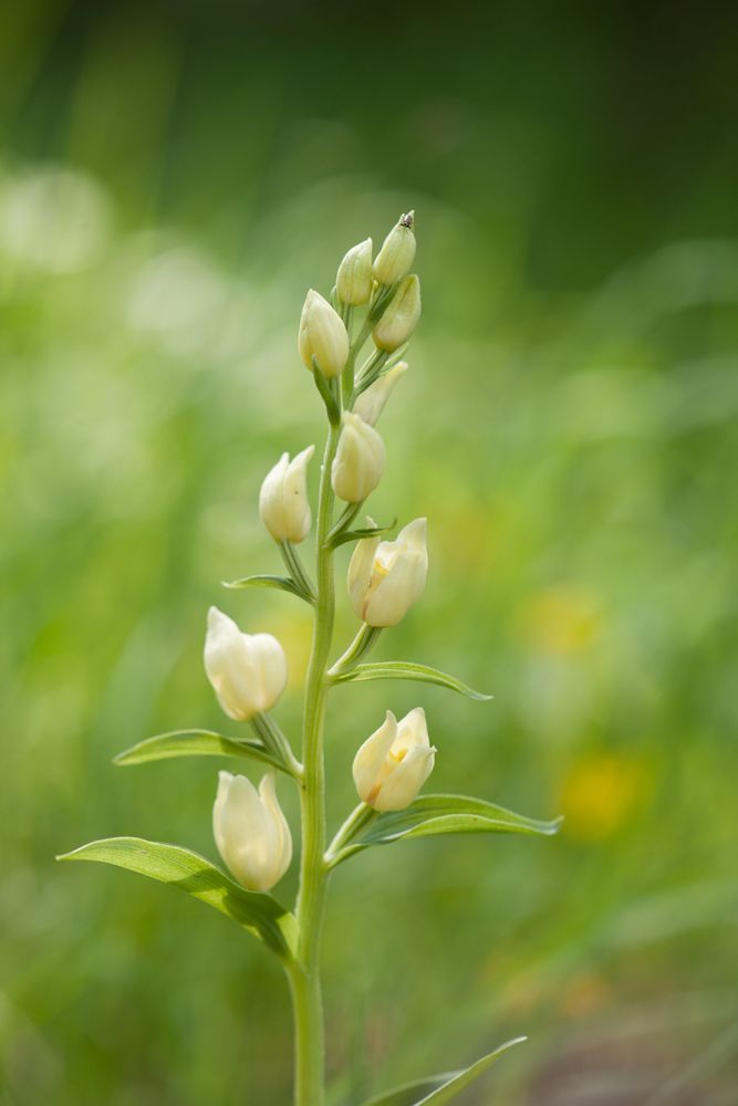 Weißes Waldvögelein (Cephalanthera damasonium)