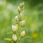 Weißes Waldvögelein (Cephalanthera damasonium)