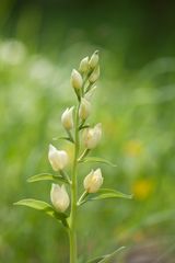 Weißes Waldvögelein (Cephalanthera damasonium)