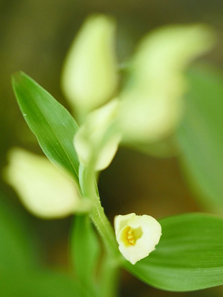 Weißes Waldvögelein, Cephalanthera damasonium