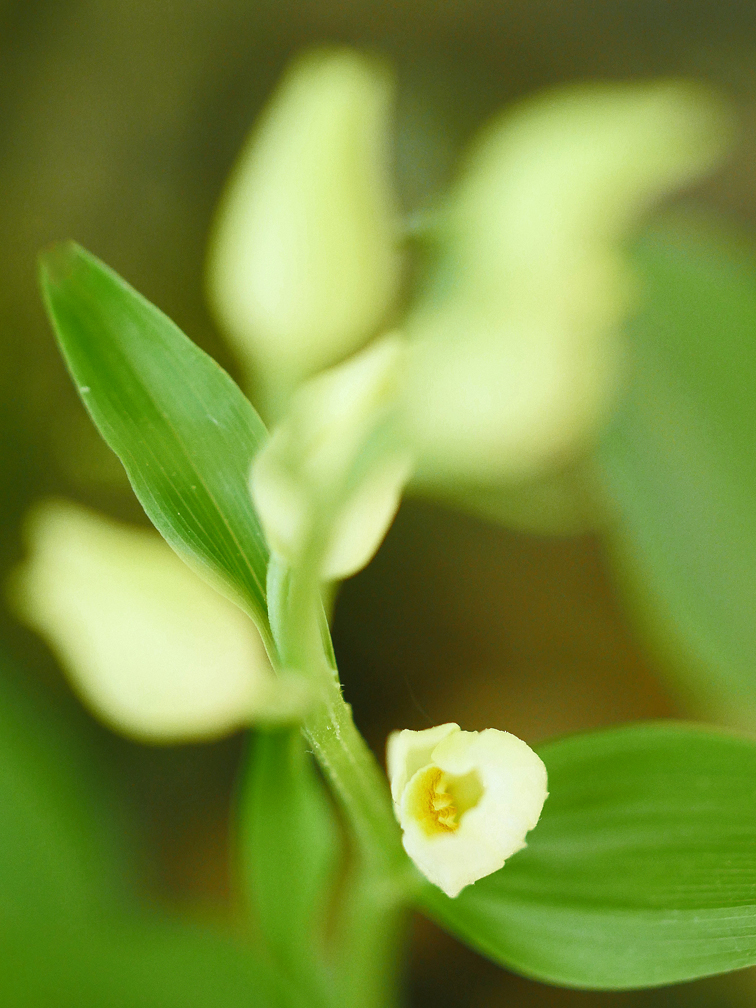 Weißes Waldvögelein, Cephalanthera damasonium