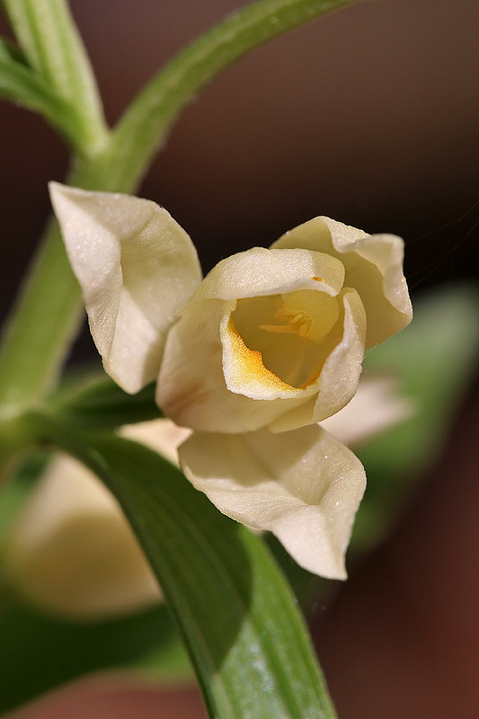 Weißes Waldvögelein (Cephalanthera damasonium)