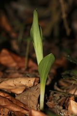 Weißes Waldvögelein (Cephalanthera damasonium)