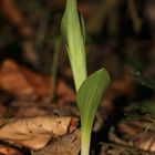 Weißes Waldvögelein (Cephalanthera damasonium)