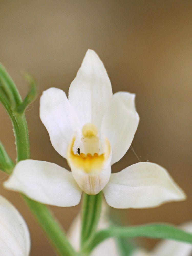 Weißes Waldvögelein (Cephalanthera damasonium)