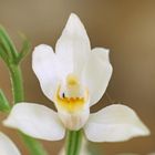 Weißes Waldvögelein (Cephalanthera damasonium)