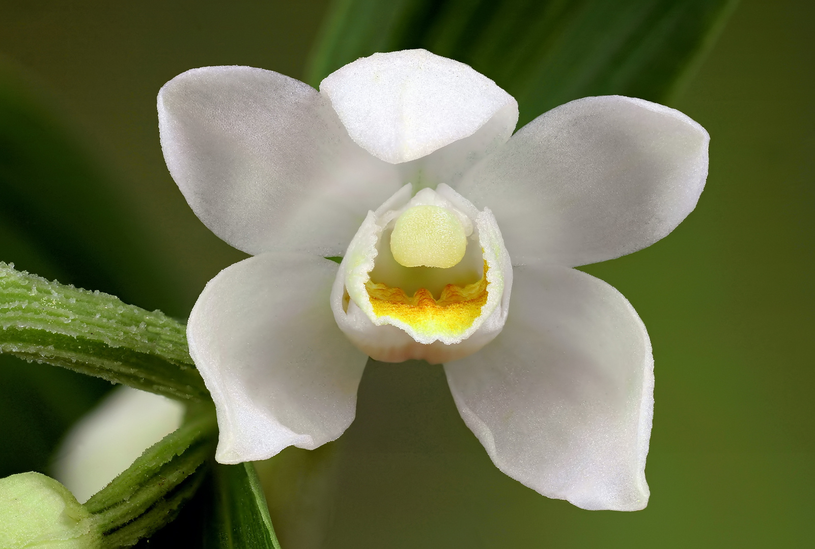 Weißes Waldvögelein (Cephalanthera damasonium)