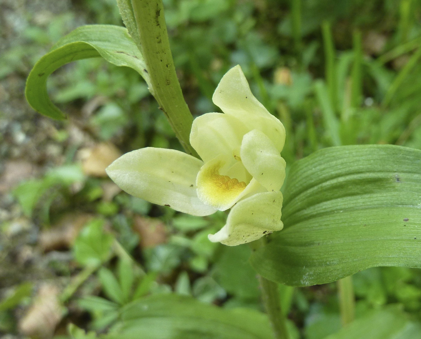 Weisses Waldvögelein (Cephalanthera damasonium)